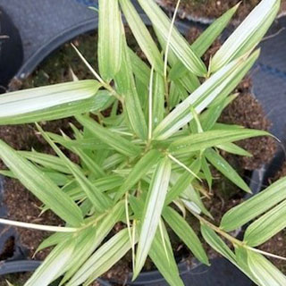 Bamboo Fargesia Rufa Variegata